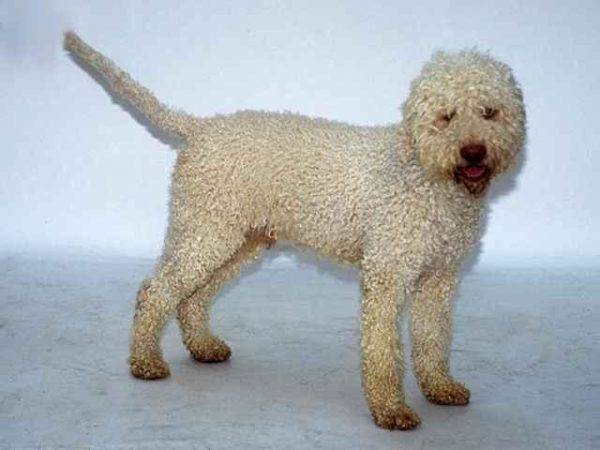 Cão de água português branco