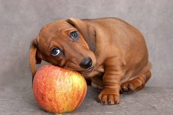 cachorrinho e maçã
