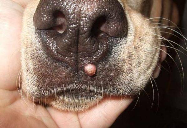 Tratamento papiloma canino - encoresalon.ro, Papiloma virus em caes tratamento