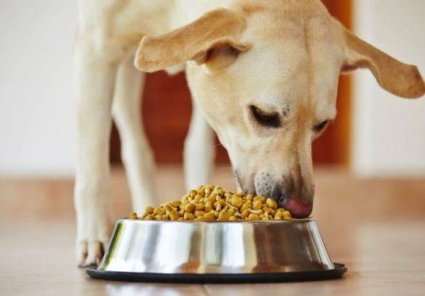 É possível e necessário para mergulhar comida de cachorro seca leia o artigo