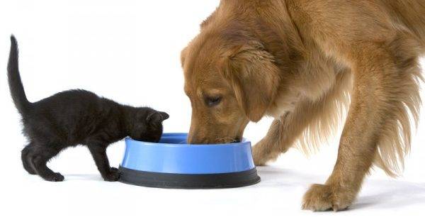 gato e cachorro comem