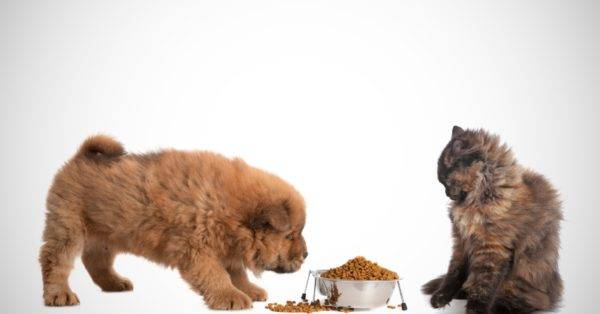 É possível dar comida de gato para cachorro? Leia o artigo