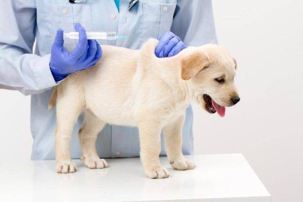 Vacinação contra carrapatos para cães leia o artigo