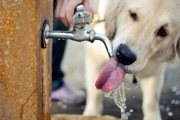 o cachorro está bebendo água