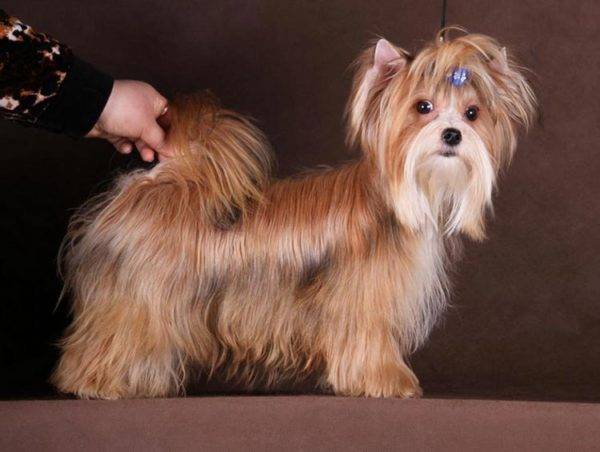 Cão de saloon russo (sereia)