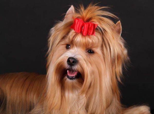 Foto bonita do cão russian do salão de beleza