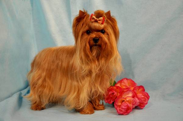 Cão de salão russo com flores