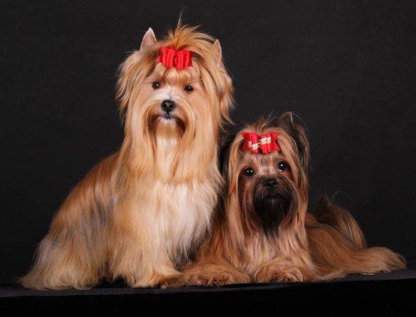 Cães de saloon russos