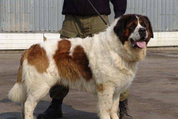 Cão de guarda de Moscou ao lado do proprietário