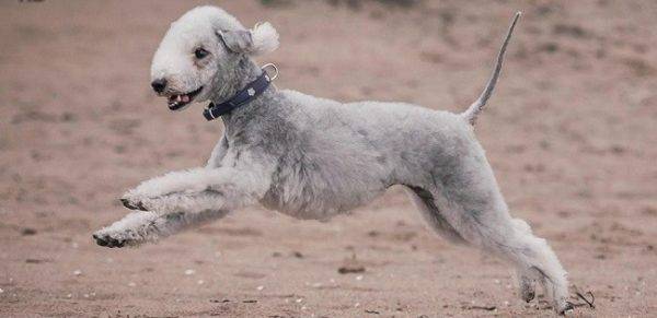 Bedlington terrier correndo pela areia