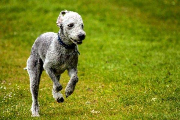 Bedlington terrier correndo