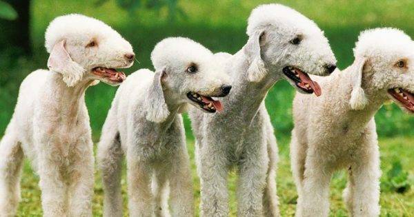 Raça bonita de Bedlington Terrier