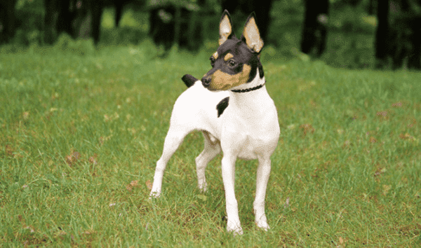 American Toy Fox Terrier em uma caminhada