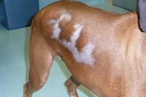 Alopecia (alopecia) em cães