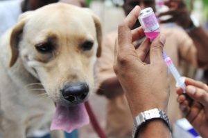 Vacinação contra carraças para cães
