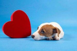 Insuficiência cardíaca em cães